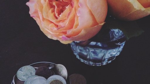 With just my pocket change, I can afford roses to brighten my room.
