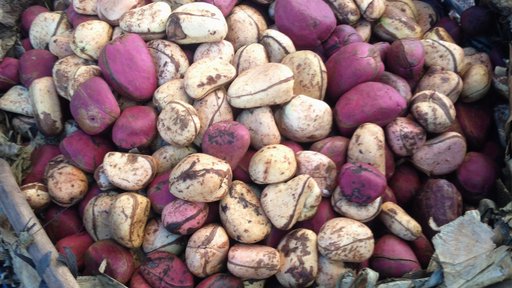 Kola nuts