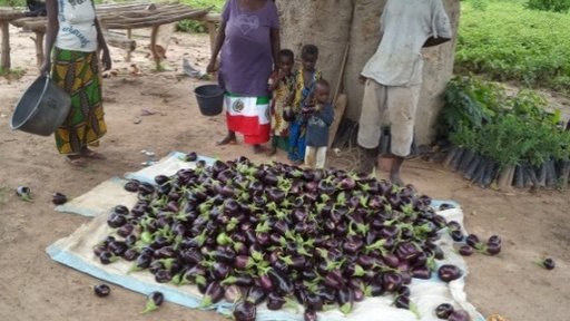Fatou Wilane with one of her numerous harvests of eggplants.