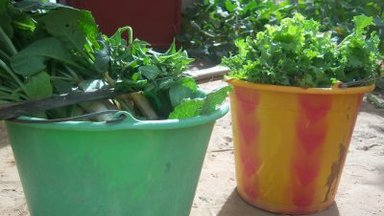 veggies in a cup