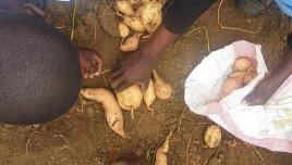 orange-fleshed sweet potatoes