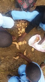 orange-fleshed sweet potatoes