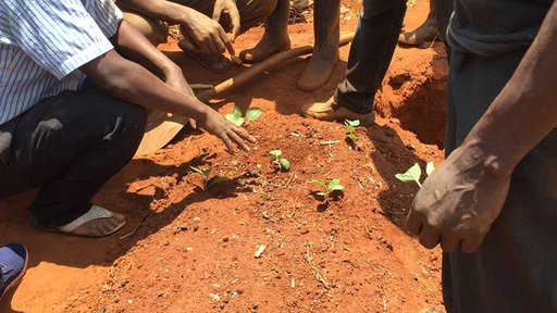Discussing triangle planting method which allows for more seeds to be planted closer together.
