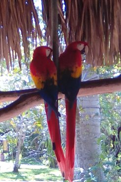 Two Scarlet Macaws at an ecopark just outside of the Palenque ruins in Chiapas, Mexico.