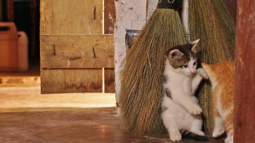 5 reasons to have a pet in the Peace Corps