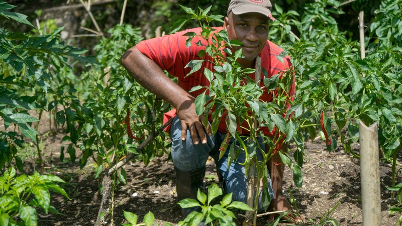 Headley with peppers