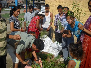 Here, school students in Nepal pack out tree seedlings.