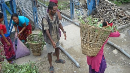 Community members distribute tree seedlings and carry them to different areas.