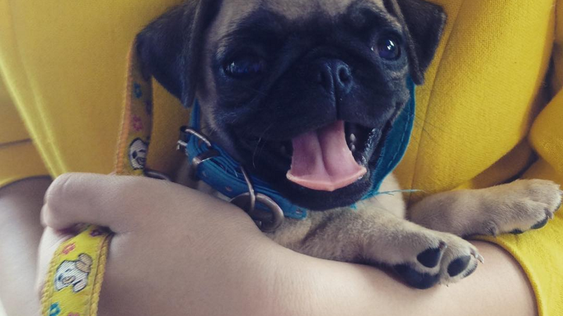 Life of Pie: Peace Corps service through the eyes of a Volunteer’s pug