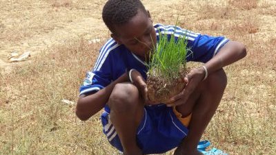 System of Rice Intensification