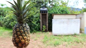 How to eat a pineapple