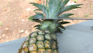 How to eat a pineapple