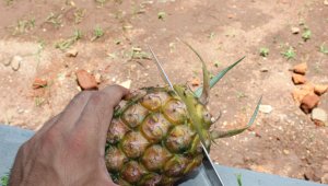 How to eat a pineapple