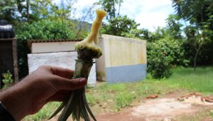 How to eat a pineapple