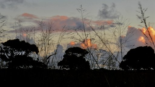 Tongan trees at sunset