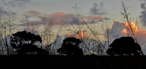 Tongan trees at sunset