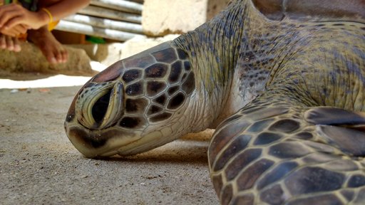 Responding to a turtle stranding at one of the offshore islands.
