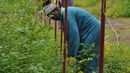 garden fence